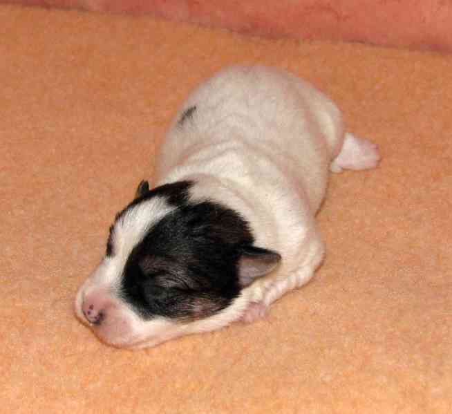 Jack Russell teriér – 4 fenky + 2 pejsci s PP k rezervaci - foto 4