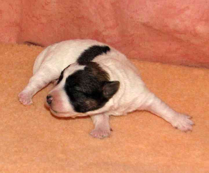 Jack Russell teriér – 4 fenky + 2 pejsci s PP k rezervaci - foto 3
