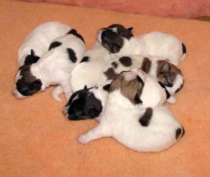 Jack Russell teriér – 4 fenky + 2 pejsci s PP k rezervaci - foto 7