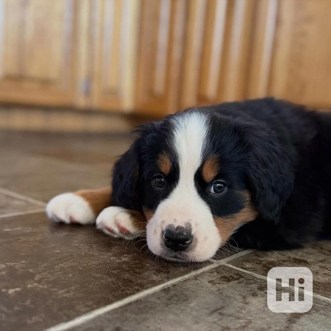 Bernský salašnický pes pes a fena - foto 1