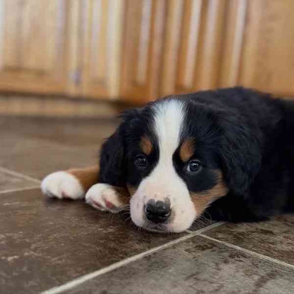 Bernský salašnický pes pes a fena - foto 1