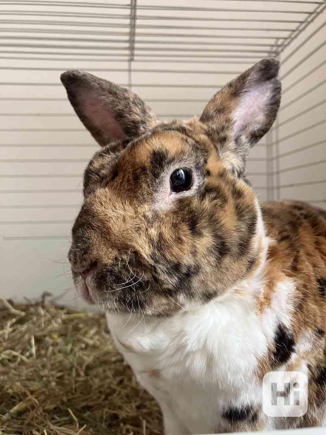 Králík samec - Bunny - foto 1