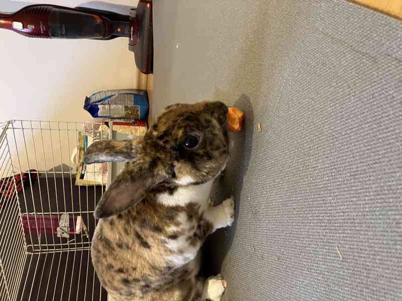 Králík samec - Bunny - foto 7