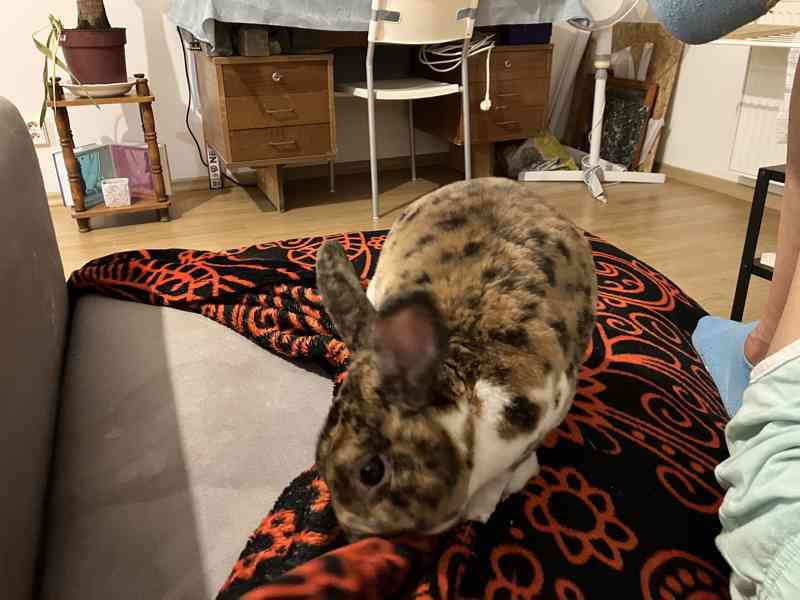 Králík samec - Bunny - foto 5