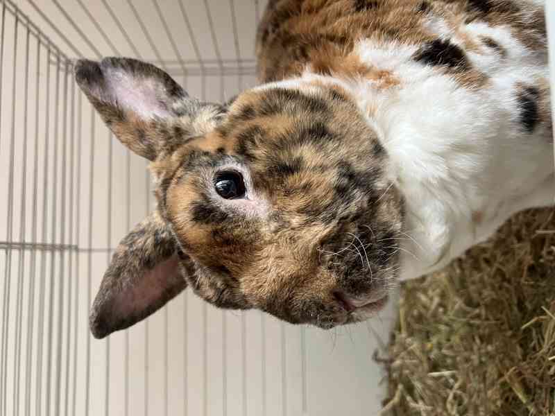 Králík samec - Bunny - foto 1