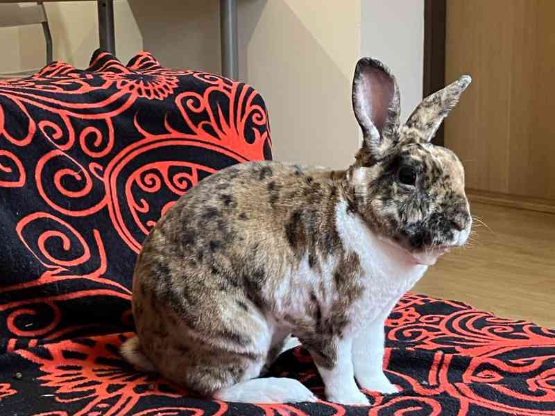 Králík samec - Bunny - foto 4