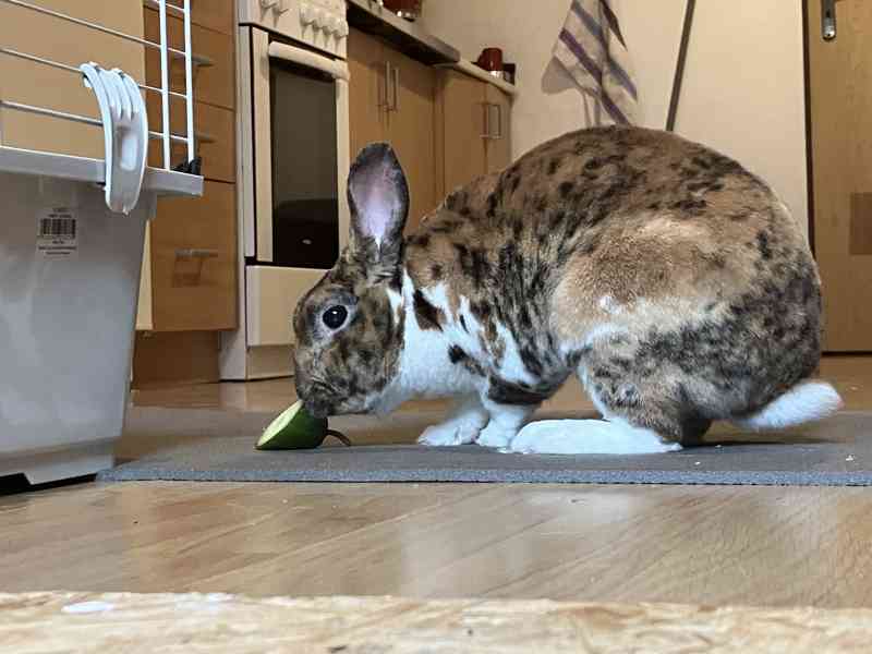 Králík samec - Bunny - foto 2