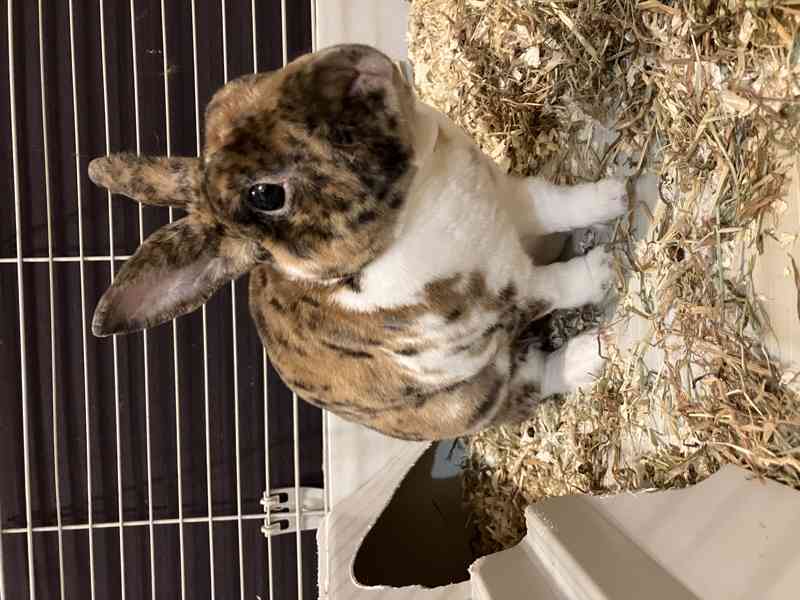 Králík samec - Bunny - foto 8