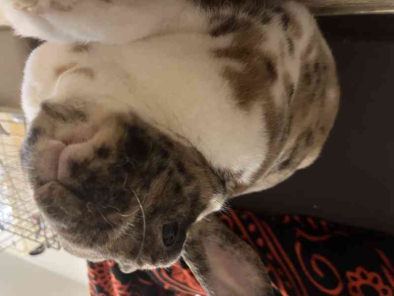 Králík samec - Bunny - foto 3