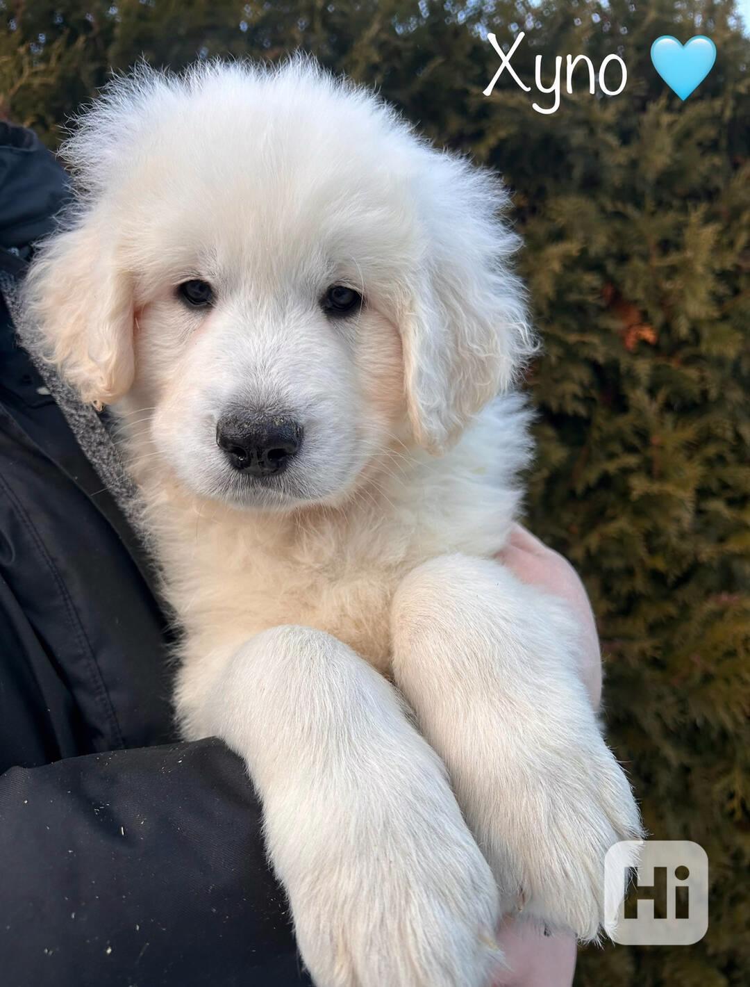 Slovenský čuvač - štěňátka s PP - foto 1