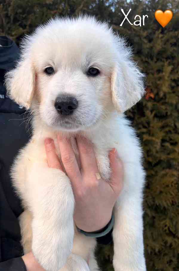 Slovenský čuvač - štěňátka s PP - foto 2