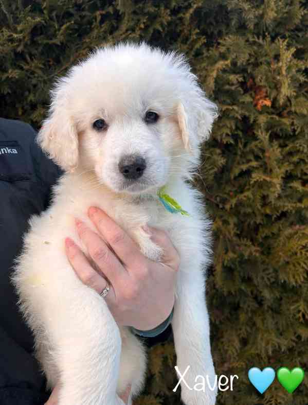 Slovenský čuvač - štěňátka s PP - foto 3