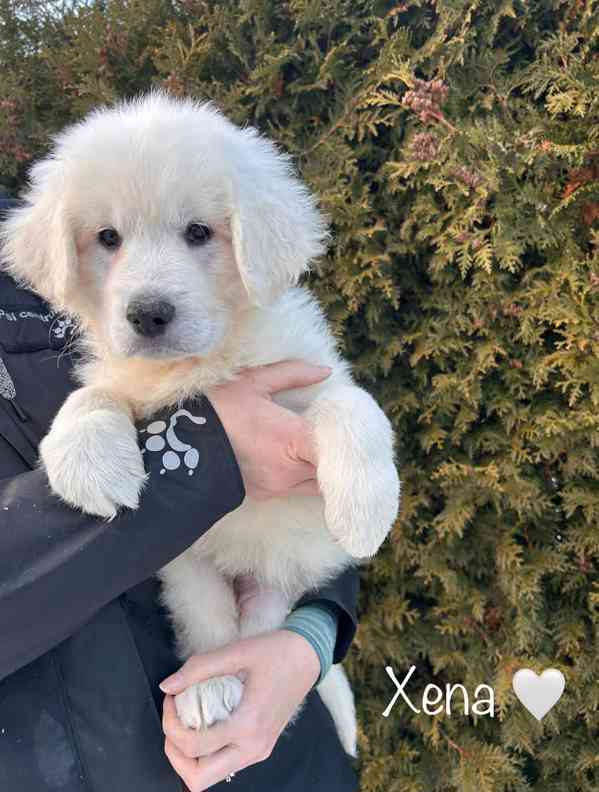 Slovenský čuvač - štěňátka s PP - foto 4