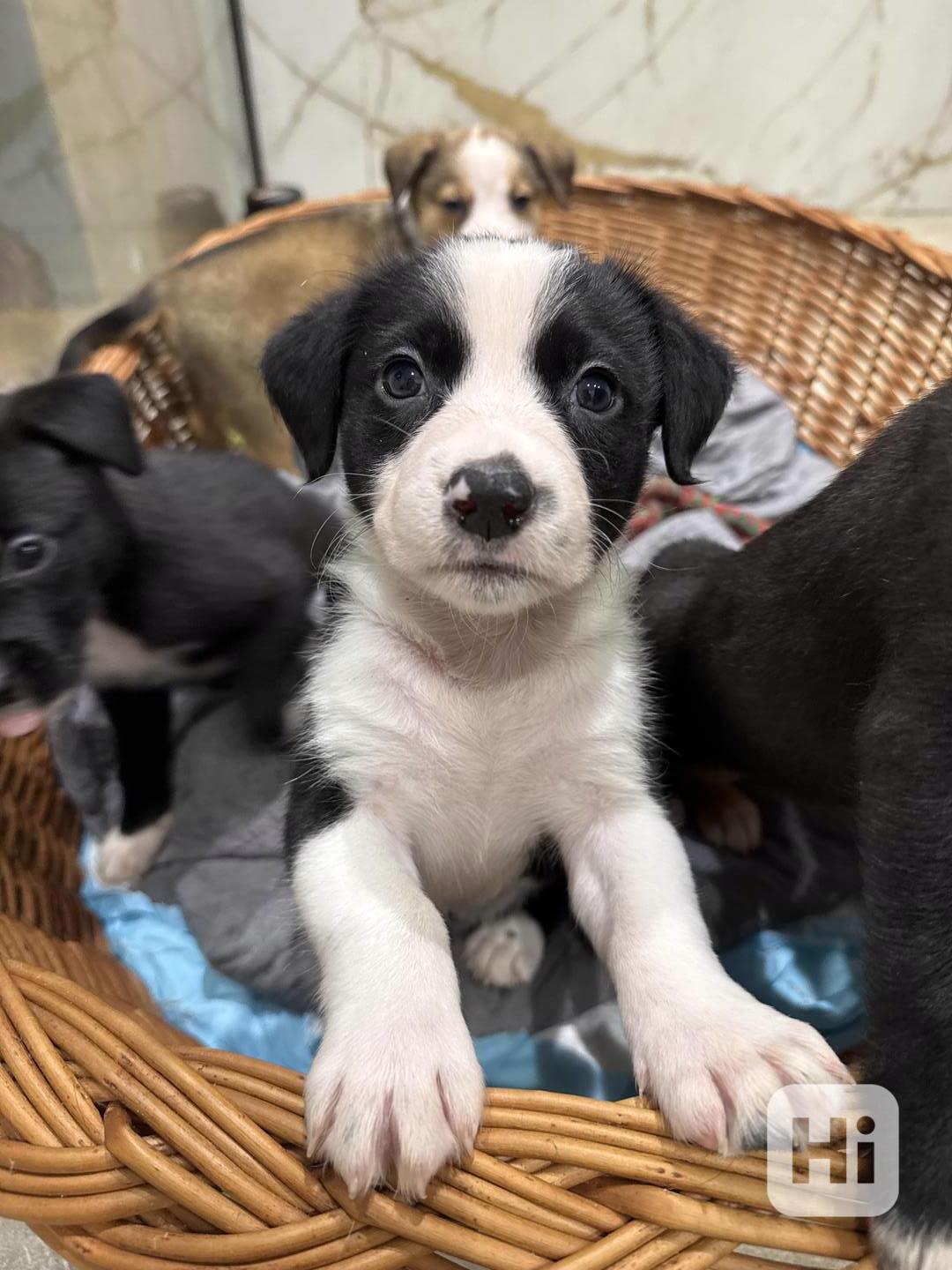 Štěňátka staford + labrador  - foto 1