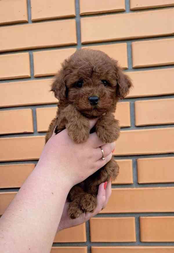 Rozkošné štěně pudla k adopci