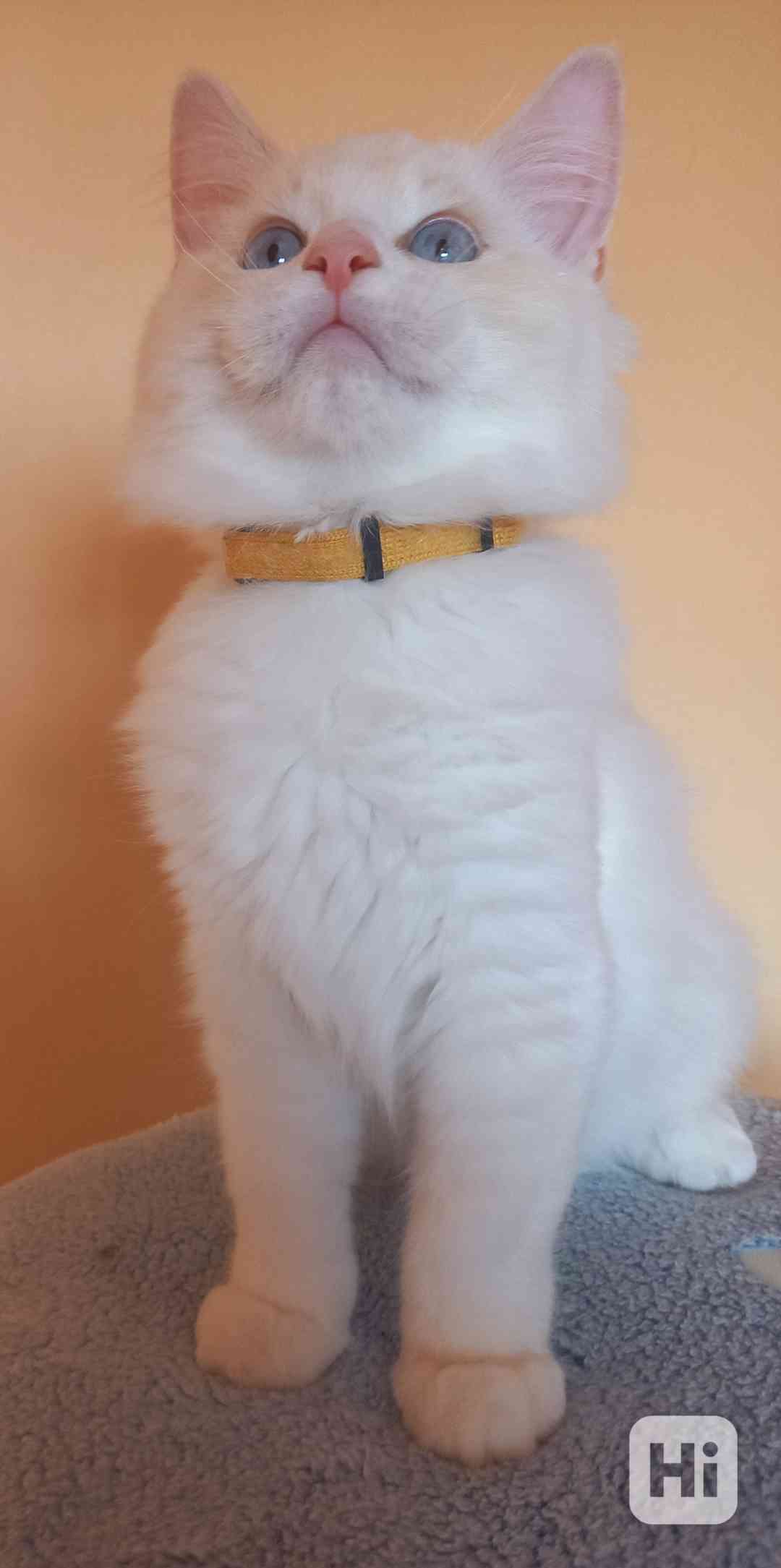 Koťata Ragdoll s PP - foto 1