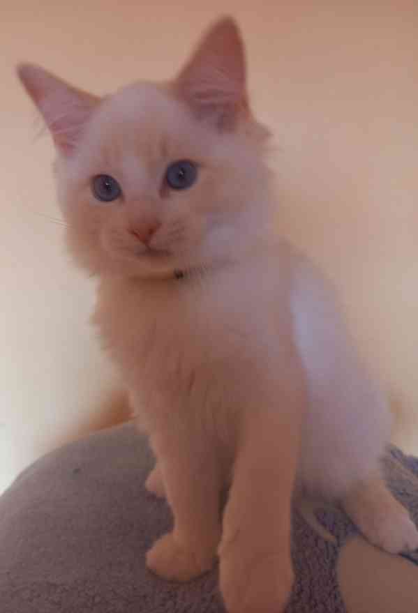 Koťata Ragdoll s PP - foto 4