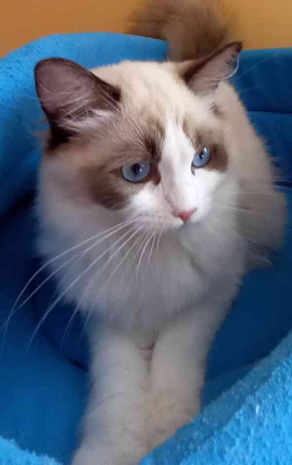 Koťata Ragdoll s PP - foto 5