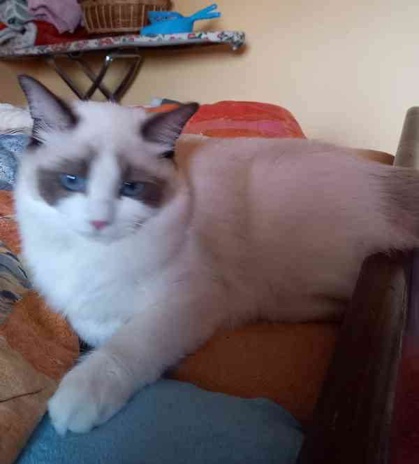 Koťata Ragdoll s PP - foto 6