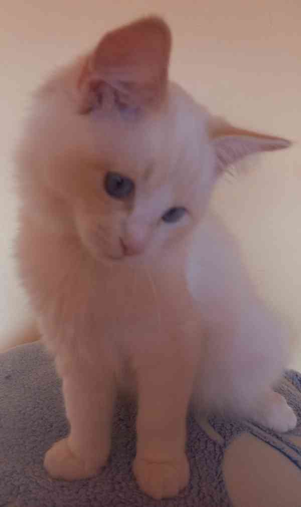 Koťata Ragdoll s PP - foto 3