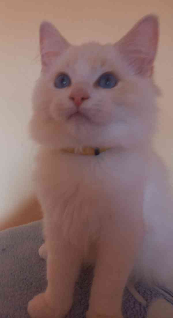 Koťata Ragdoll s PP - foto 2