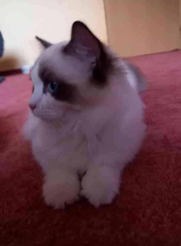 Koťata Ragdoll s PP - foto 7