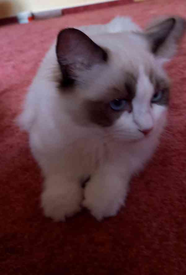 Koťata Ragdoll s PP - foto 8