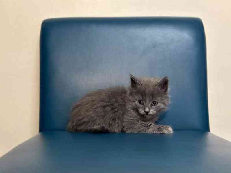 Chladný Modrý ruská koťátka stará 7 týdnů. - foto 2