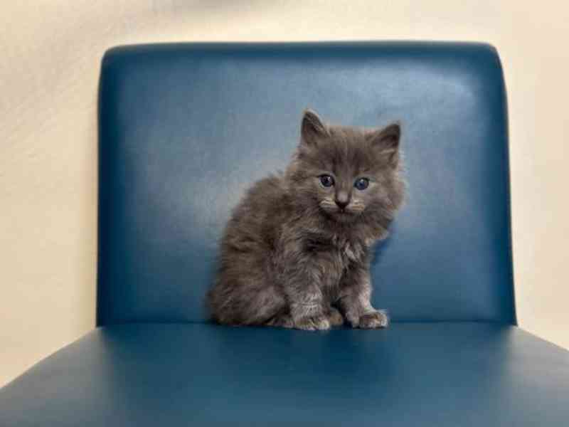 Chladný Modrý ruská koťátka stará 7 týdnů. - foto 3