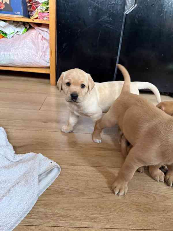 Krásná štěňata labradorů - foto 1