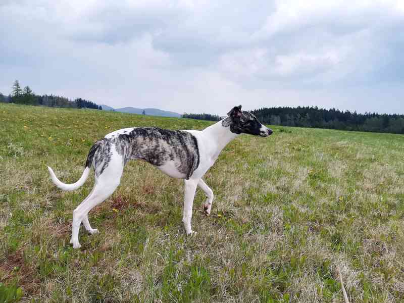 Whippet štěňátka bez PP po obou rodičích s PP - foto 8