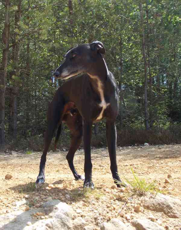 Whippet štěňátka bez PP po obou rodičích s PP - foto 13