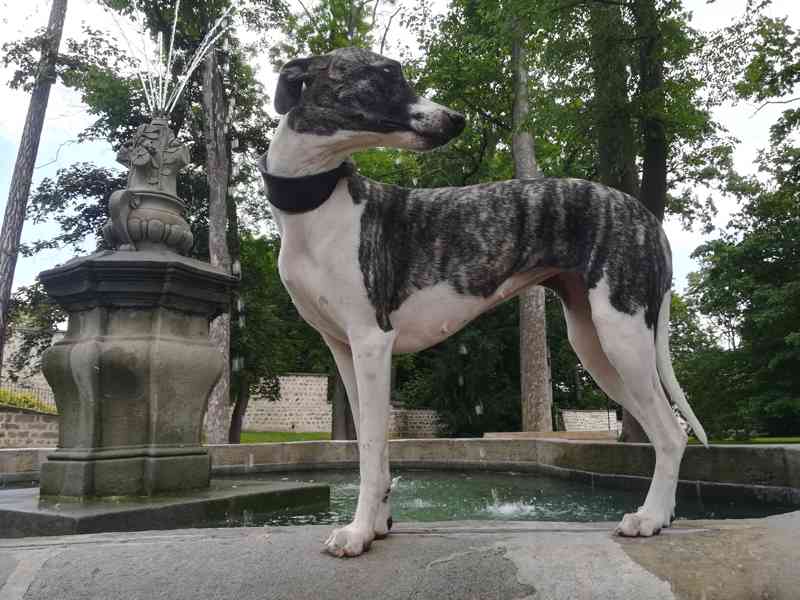 Whippet štěňátka bez PP po obou rodičích s PP - foto 12