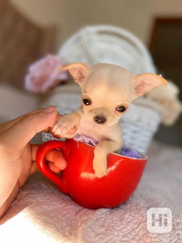 Čivava, napiš mi na WhatsApp, vytoč číslo, jak vidíš::  +34  - foto 1