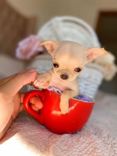 Čivava, napiš mi na WhatsApp, vytoč číslo, jak vidíš::  +34  - foto 1