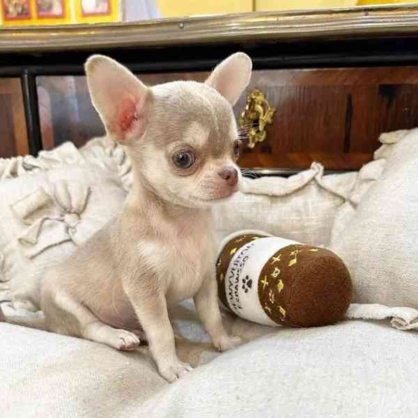 Čivava, napiš mi na WhatsApp, vytoč číslo, jak vidíš::  +34  - foto 2