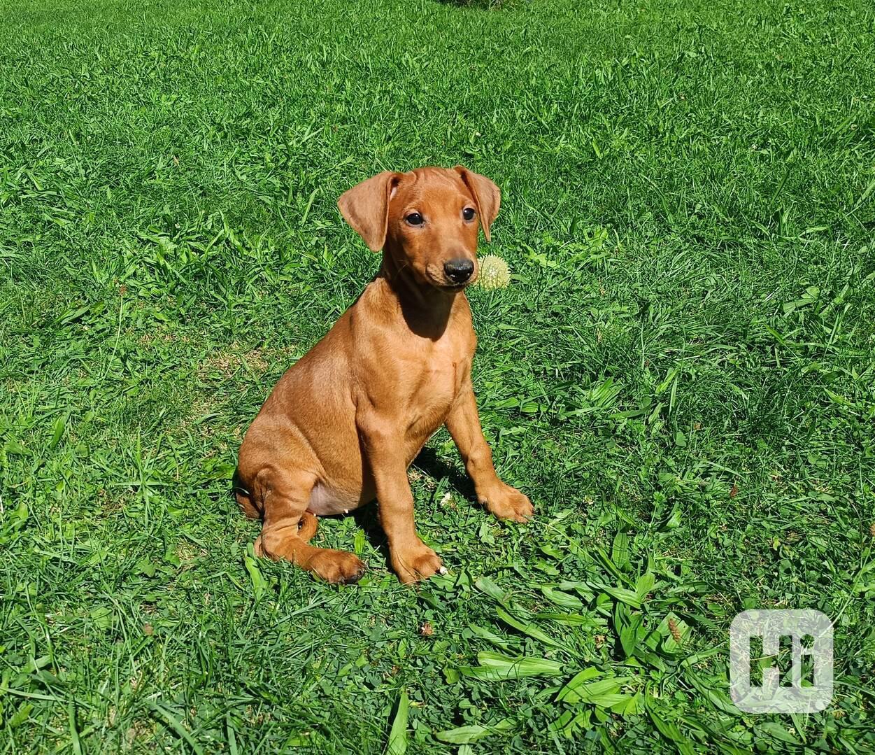Německý pinč - štěňata s PP - foto 1