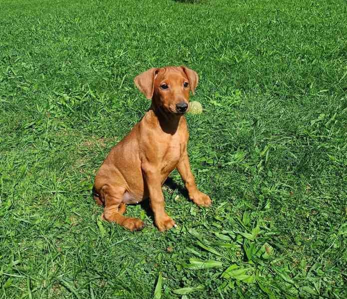 Německý pinč - štěňata s PP - foto 1
