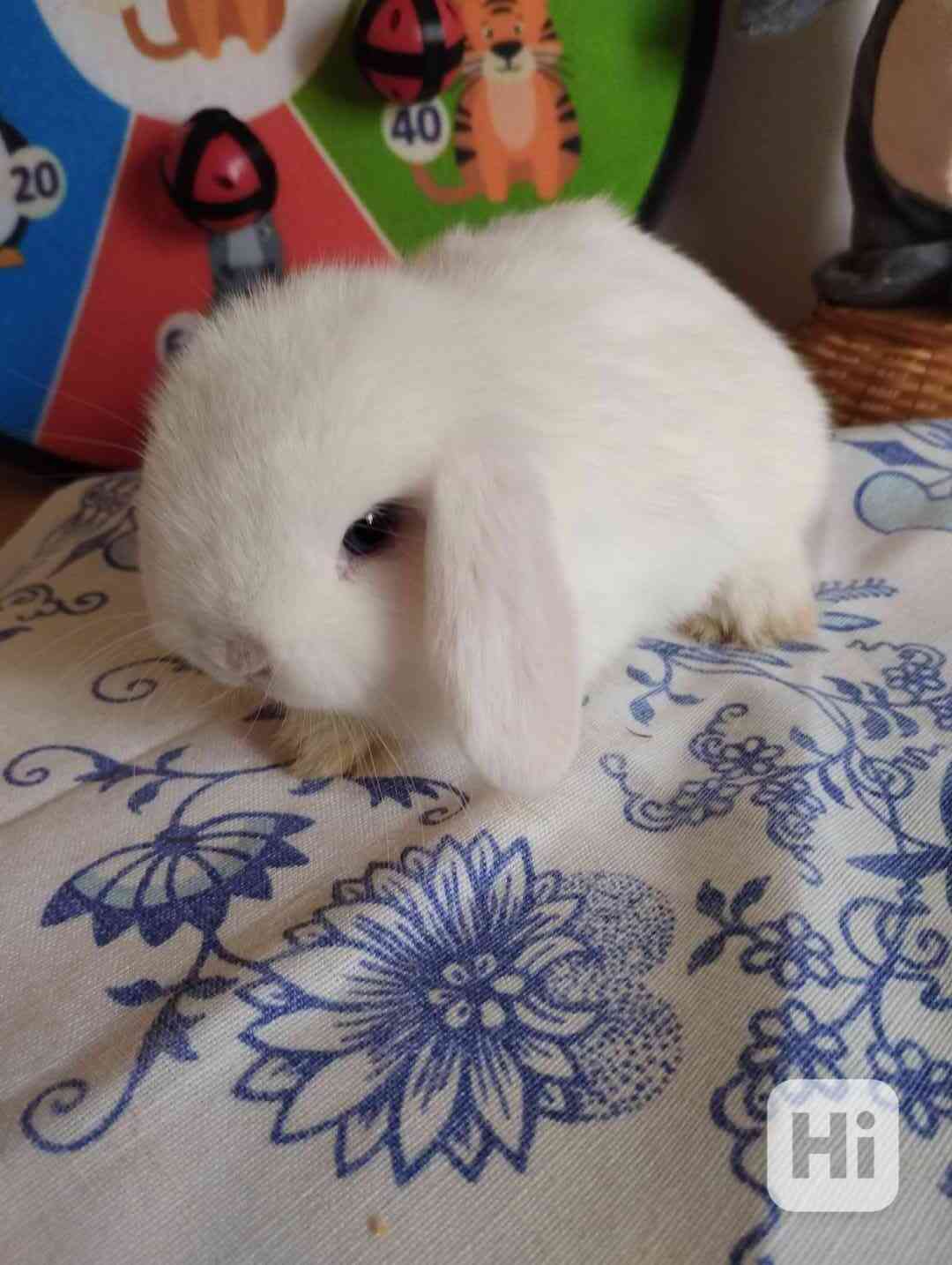 Zakrslý králíček beránek minilop - foto 1