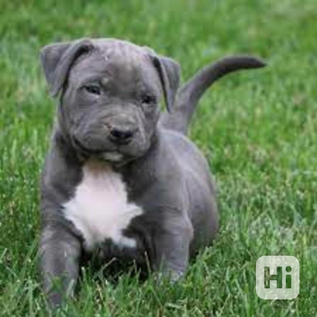 Registrovaná štěňata pitbulla k adopci Registrovaná štěňata  - foto 1