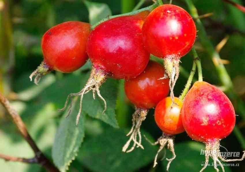 RŮŽE dužnoplodá - jablíčková (Rosa villosa) - foto 1