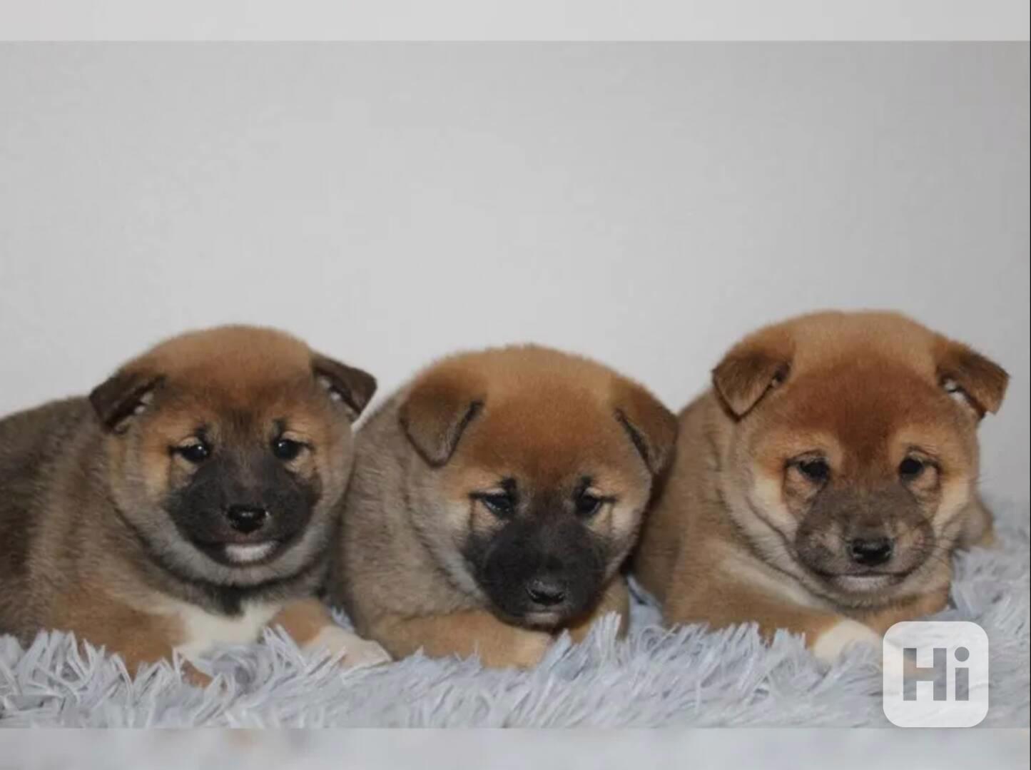 Shiba Inu štěňátka s PP (FCI) - foto 1