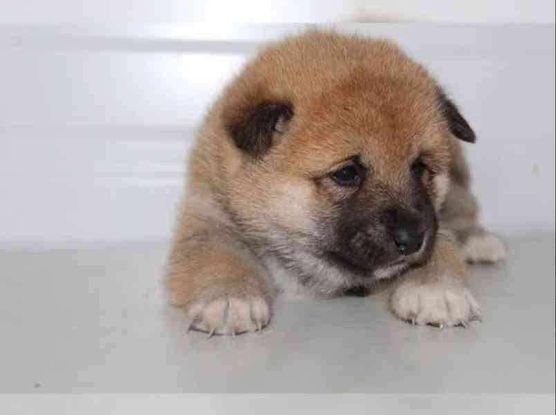 Shiba Inu štěňátka s PP (FCI) - foto 6