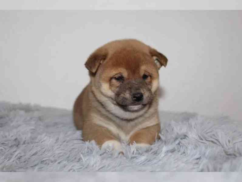 Shiba Inu štěňátka s PP (FCI) - foto 3