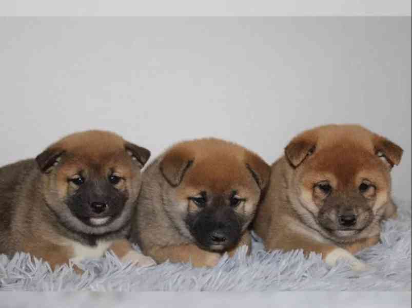 Shiba Inu štěňátka s PP (FCI) - foto 1