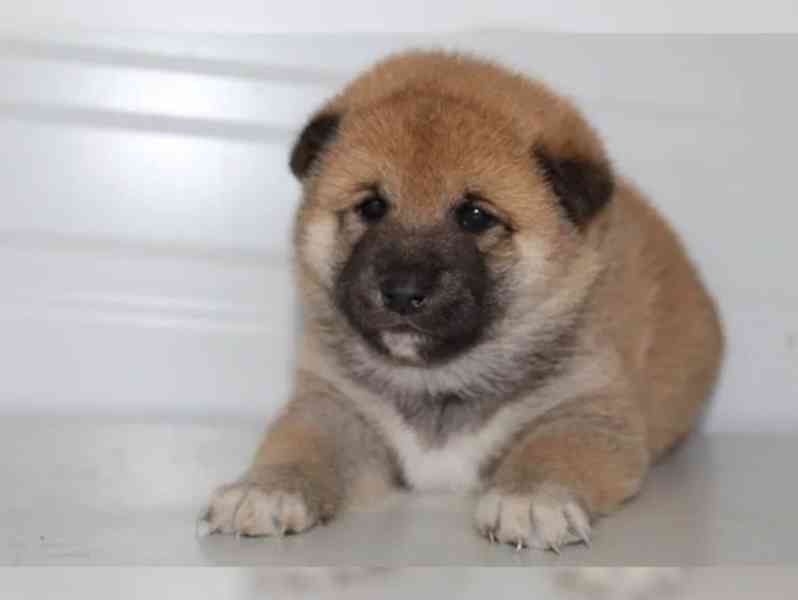 Shiba Inu štěňátka s PP (FCI) - foto 5