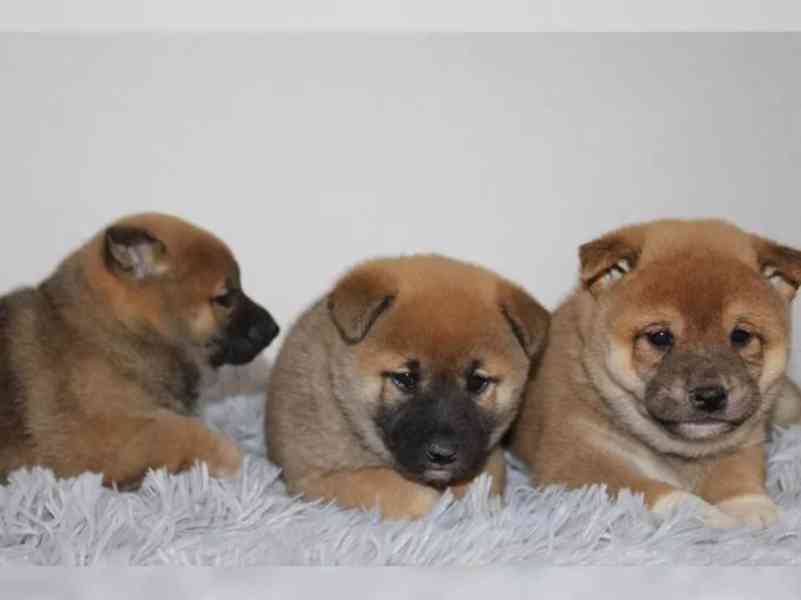 Shiba Inu štěňátka s PP (FCI) - foto 2