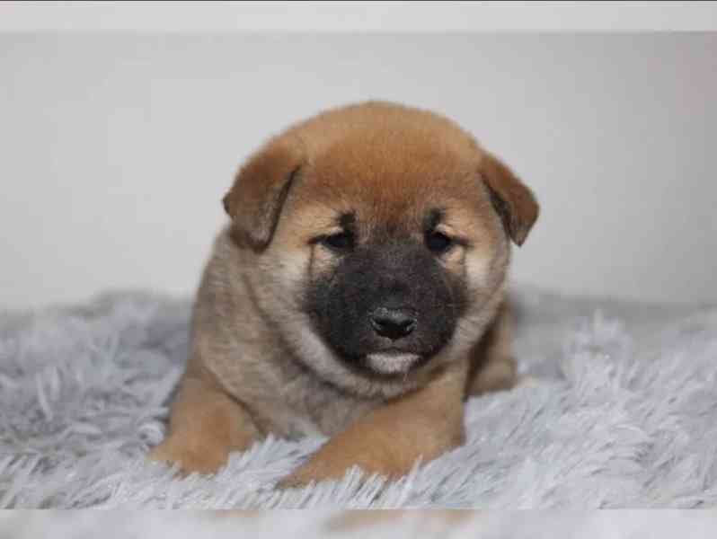 Shiba Inu štěňátka s PP (FCI) - foto 4
