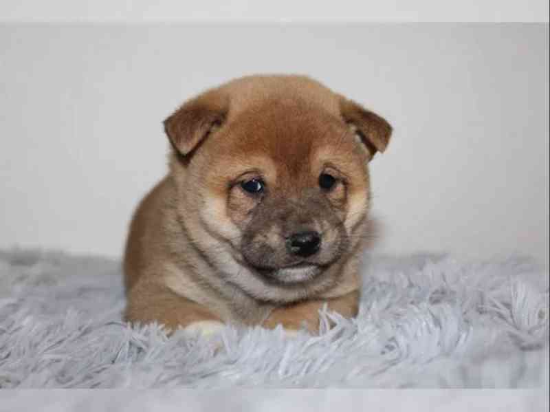 Shiba Inu štěňátka s PP (FCI) - foto 7