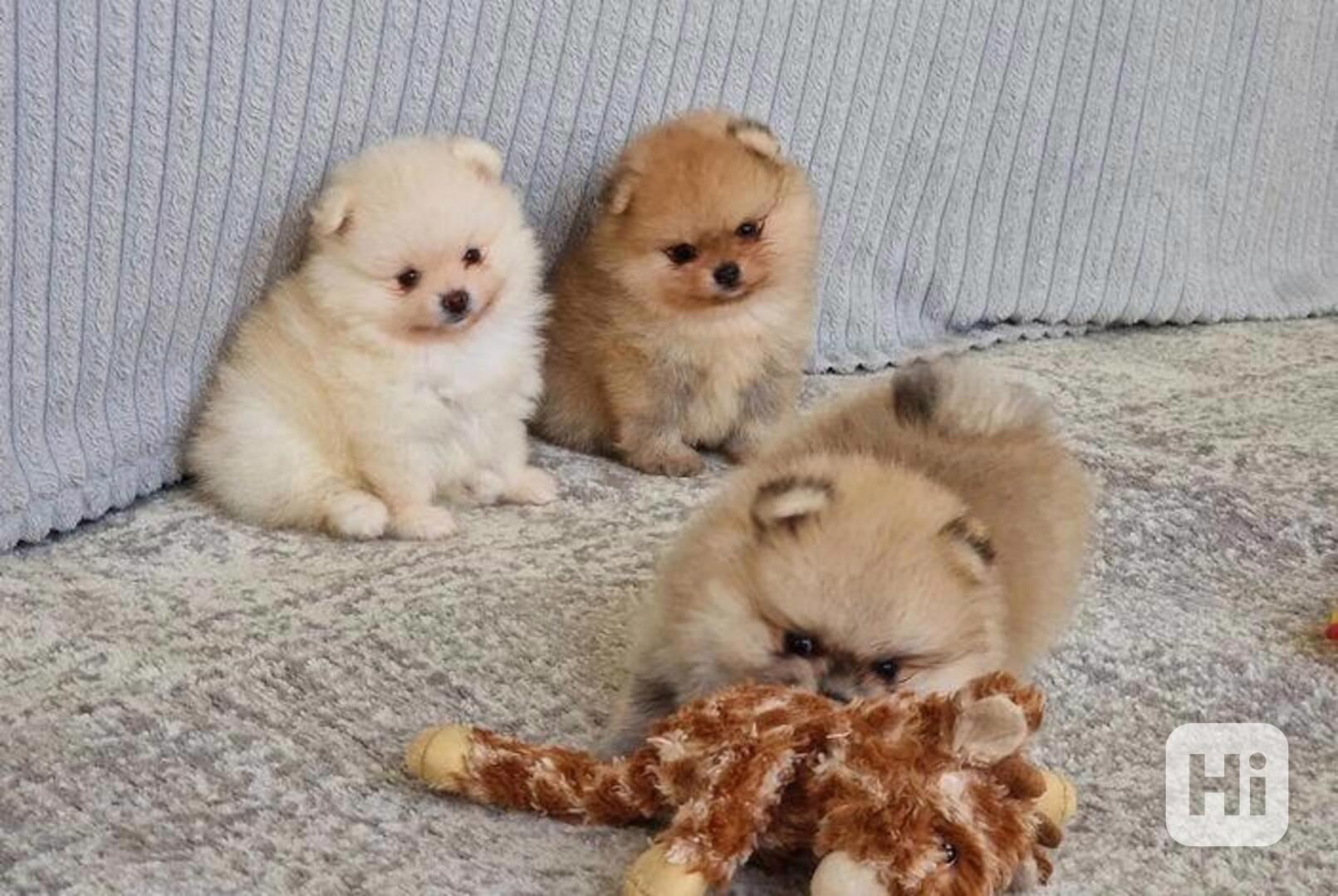 Krásná štěňata pomeranianů. - foto 1